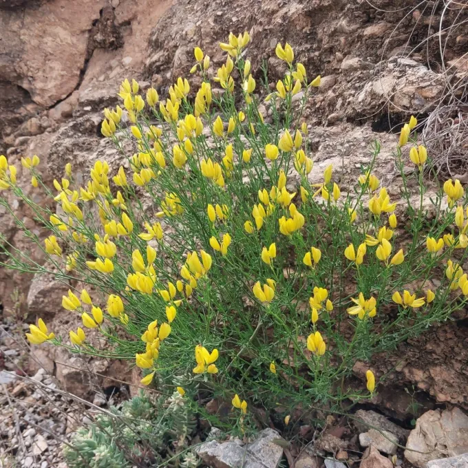 Fontanes broom