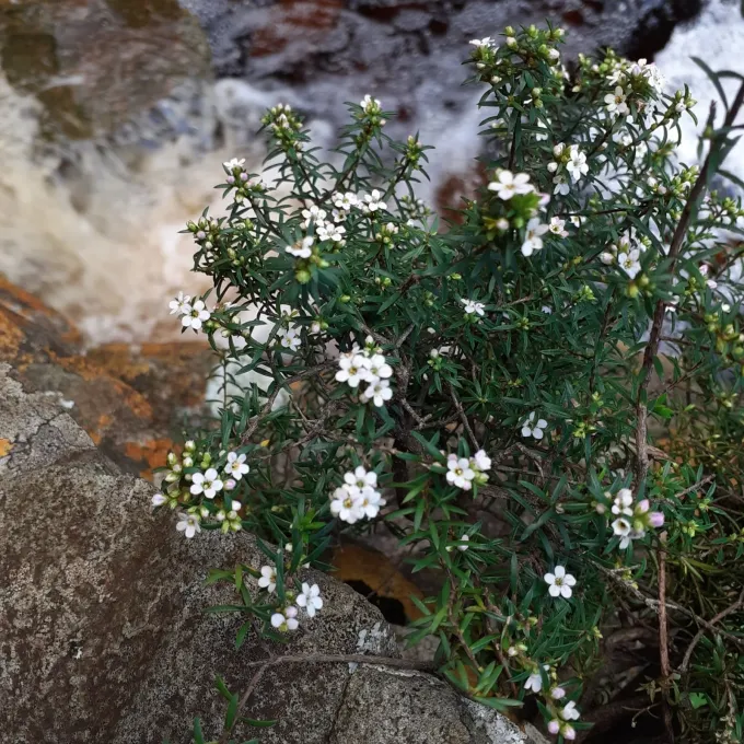 White breath of heaven