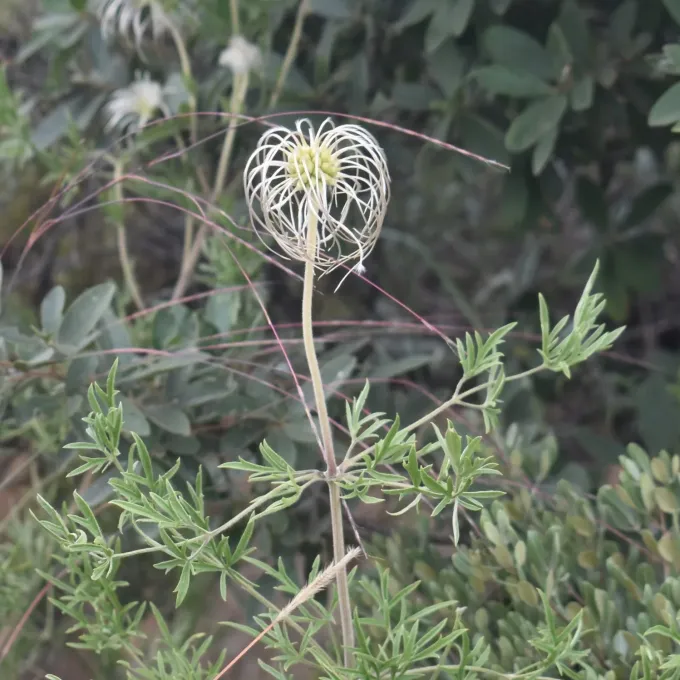 Clematopsis villosa