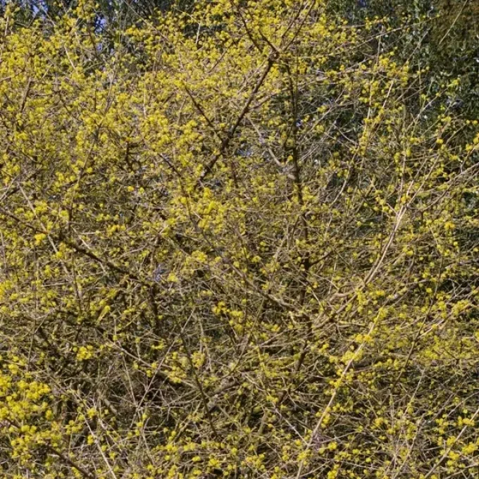 Chinese dogwood