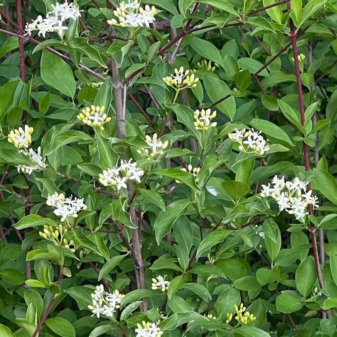 Cornus glabrata