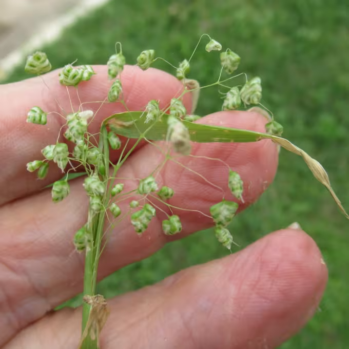 Lesser quaking grass
