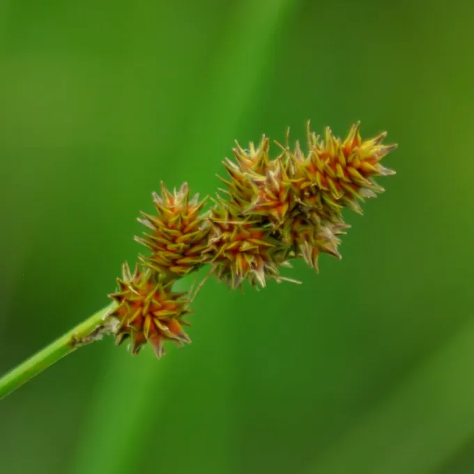 Carex brongniartii