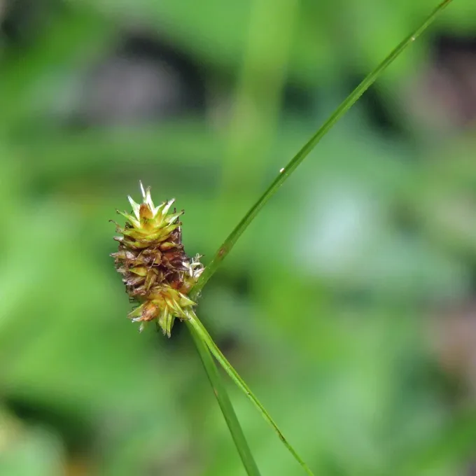 Uruguayan sedge