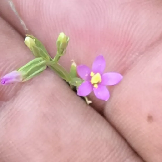 Centaurium quitense