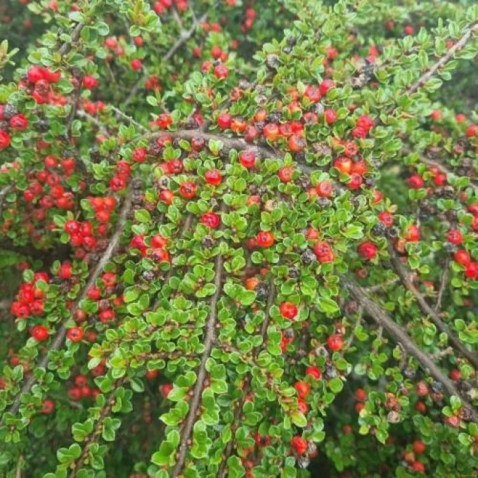 Кизильник Наньшань