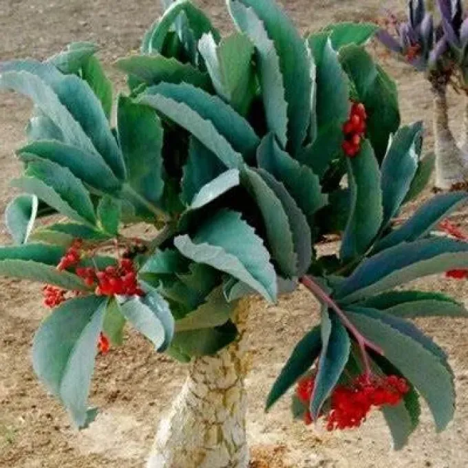 Cyphostemma waterlotii