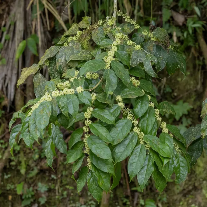 Casearia sylvestris