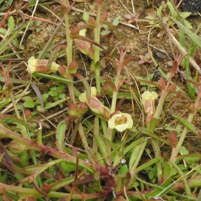 Centranthera tranquebarica