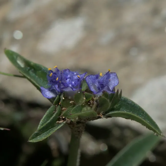 Cyanotis barbata