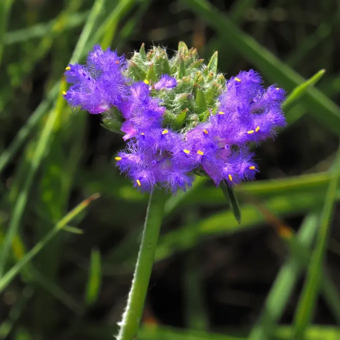 Cyanotis speciosa