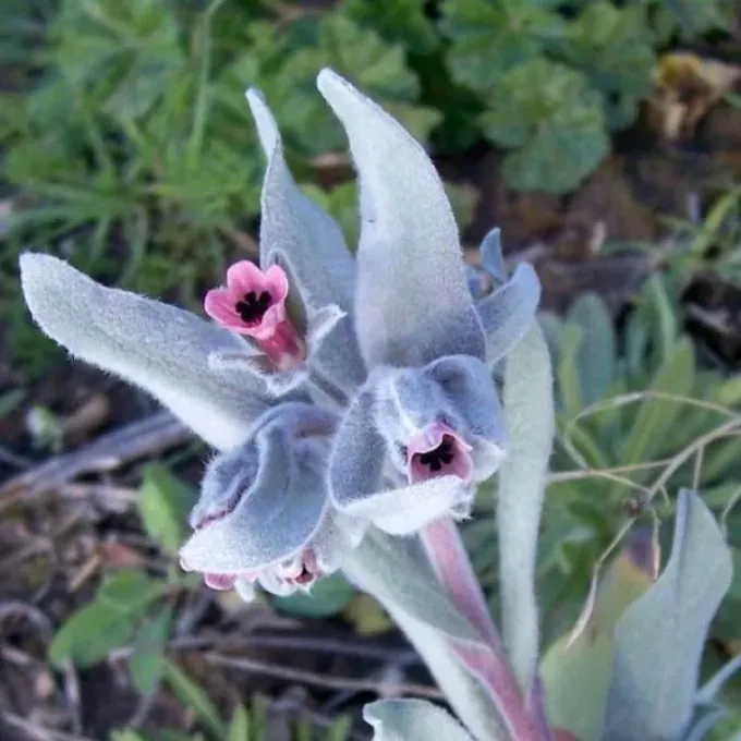 Cynoglossum cheirifolium