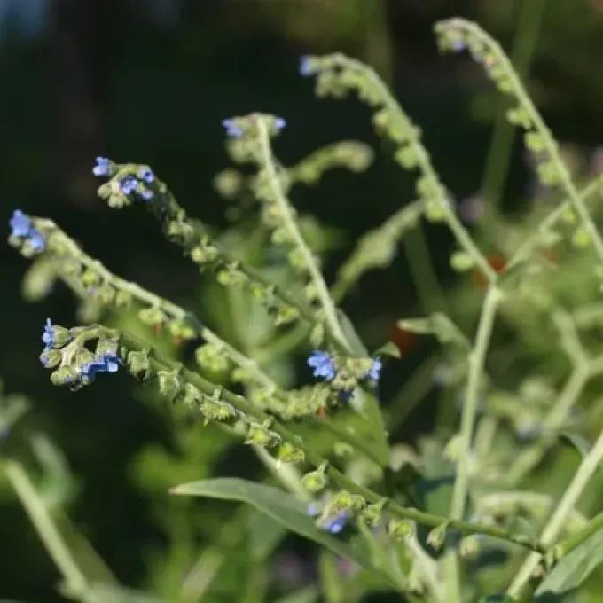 Cynoglossum glochidiatum