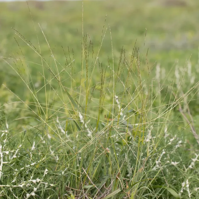 Digitaria divaricatissima