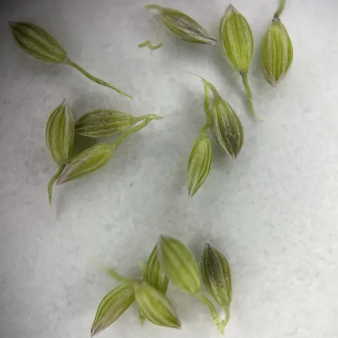 Digitaria longiflora