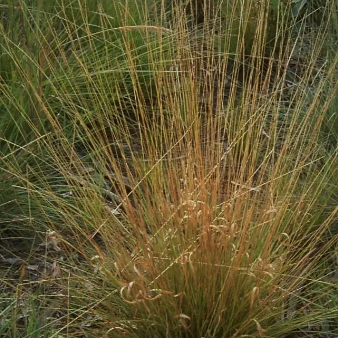 Digitaria monodactyla