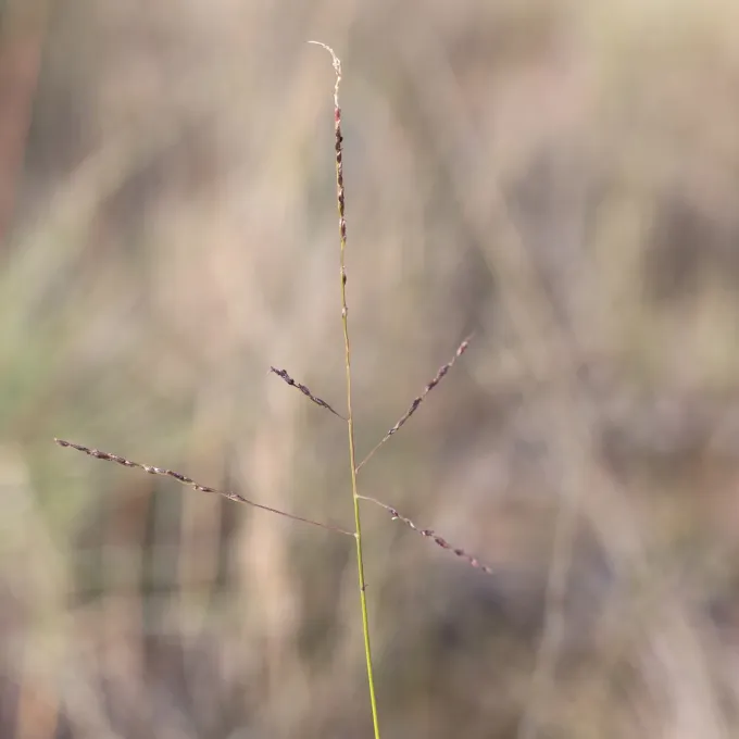 Digitaria macractenia