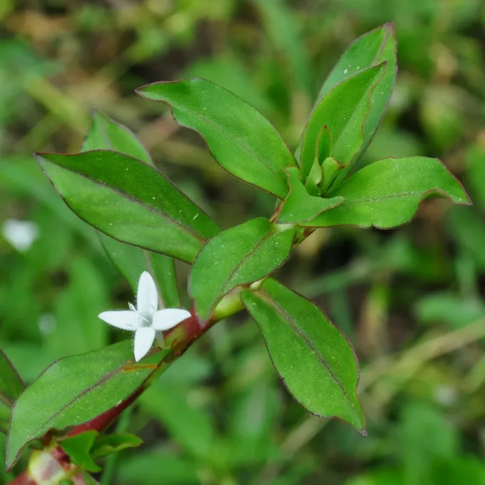 Diodia saponariifolia