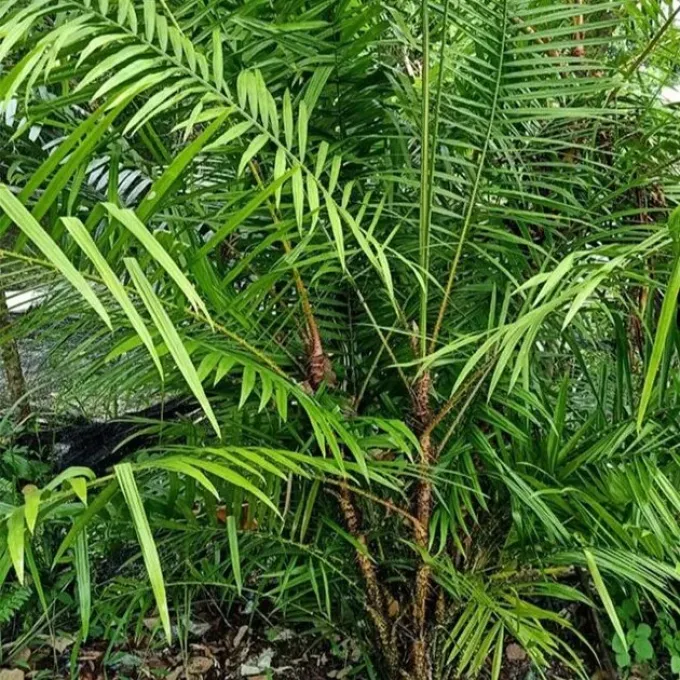 Dragon's Blood Rattan