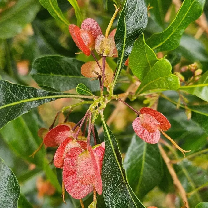 Dodonaea eriocarpa
