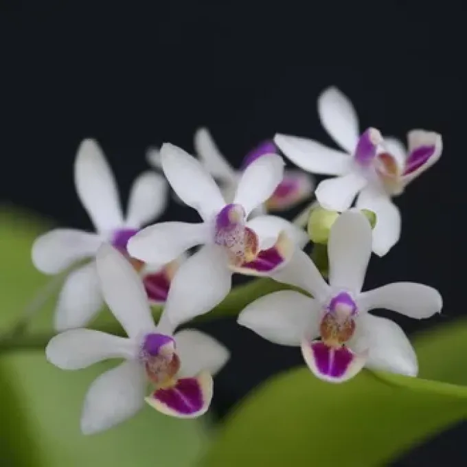 Doritaenopsis
