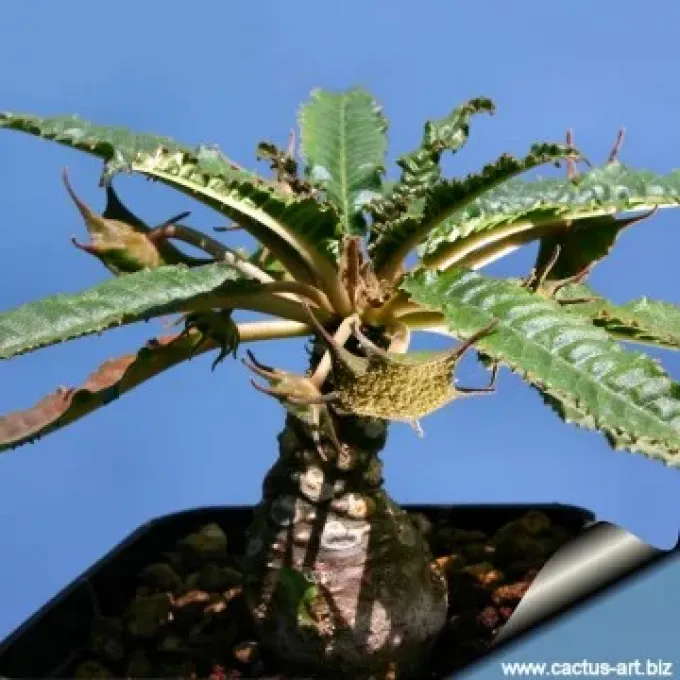Dorstenia caulescens