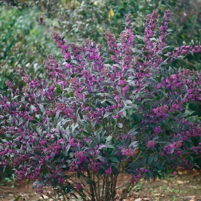 Каллікарпа (гібрид C. dichotoma та C. kwangtungensis)