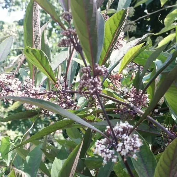 Kwangtung beautyberry