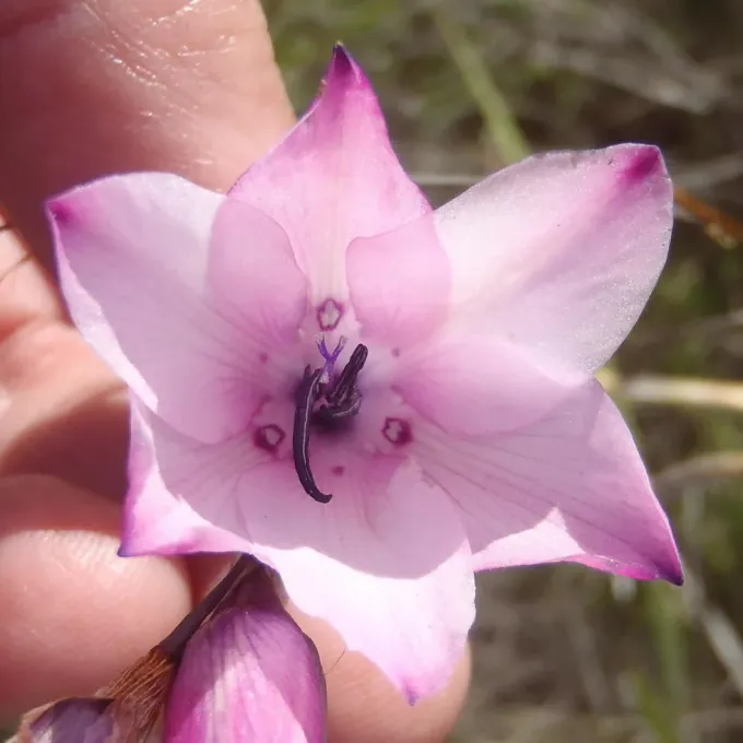 Dierama pendulum