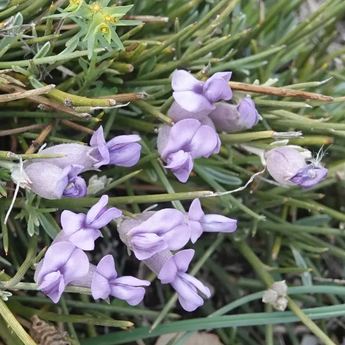 Hedgehog broom