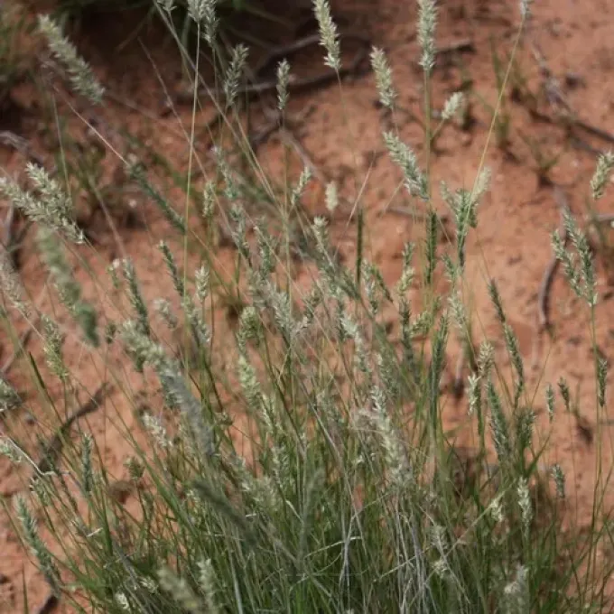 Enneapogon scoparius