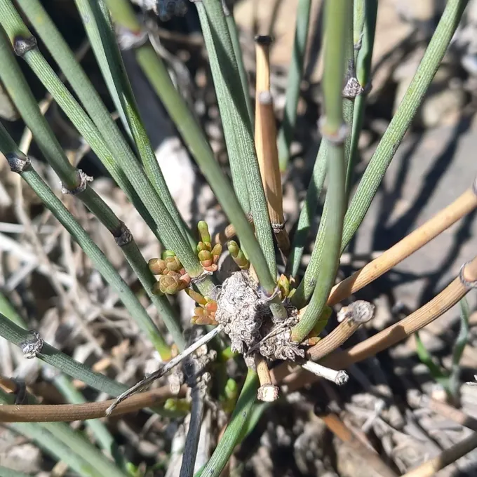 Intermediate ephedra