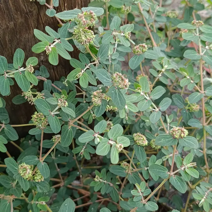 Euphorbia berteroana