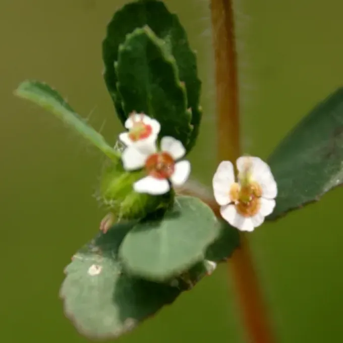 Chamaesyce hispida