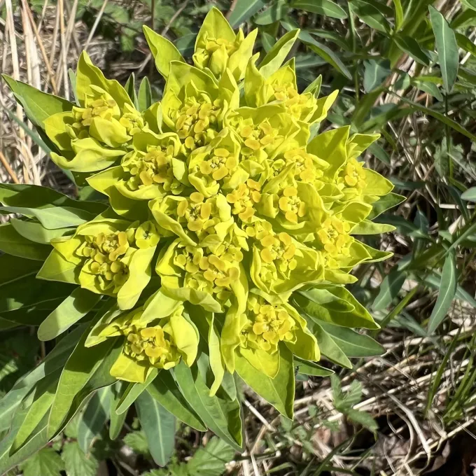 Marsh spurge
