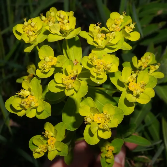 Illyrian spurge