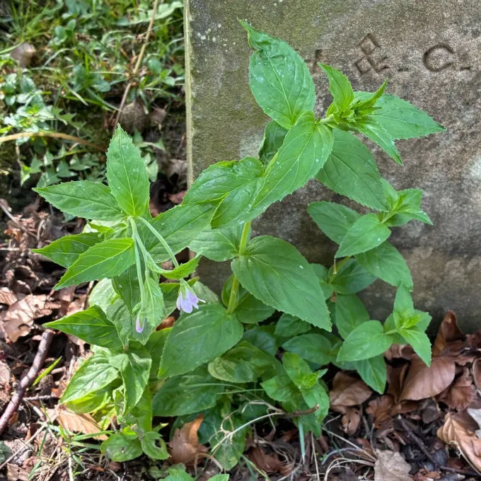 Broad-leaved willowherb