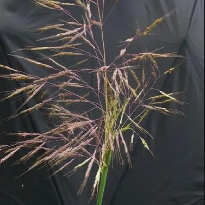 Gangetic lovegrass