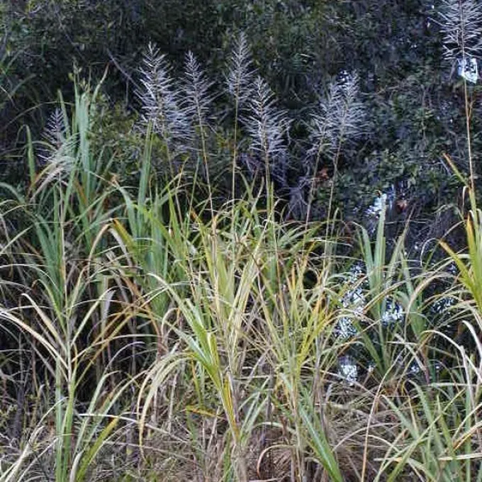 Giant plume grass