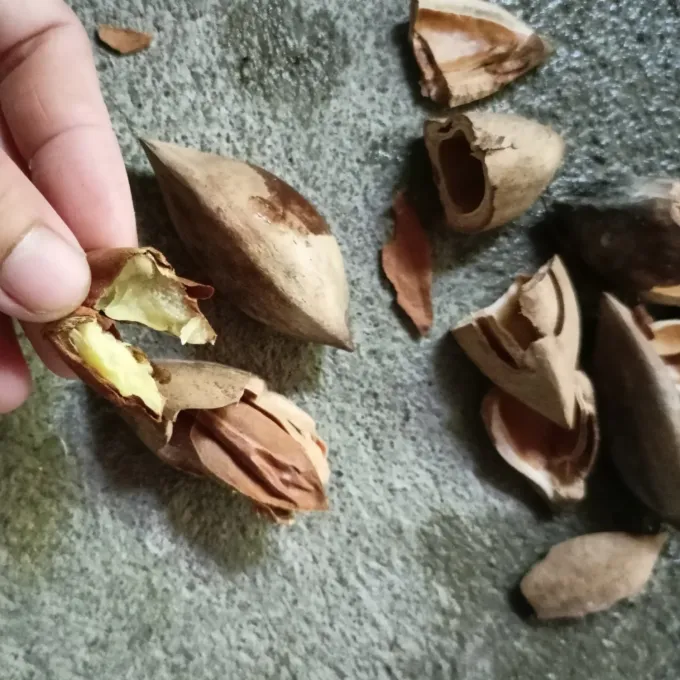 Canarium ovatum