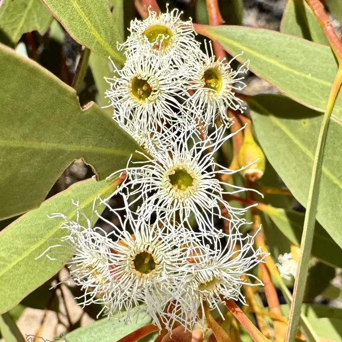 Eucalyptus gracilis