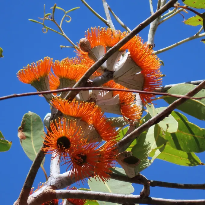 Eucalyptus miniata