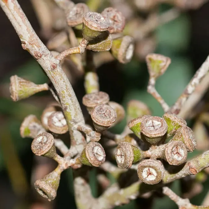 Swamp gum