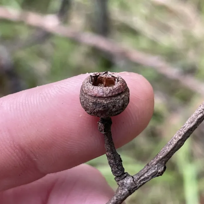 Eucalyptus tindaliae