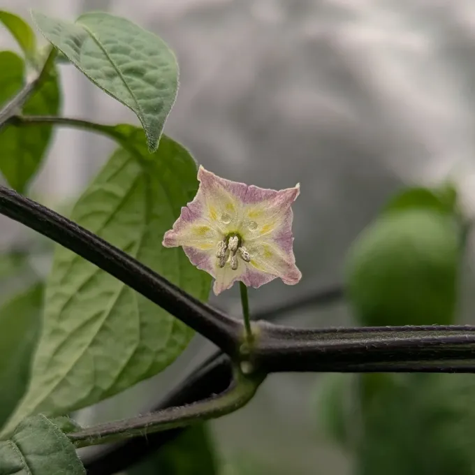 Capsicum rabenii