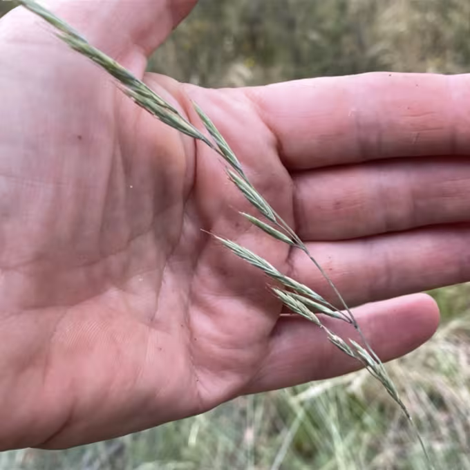 Rough fescue