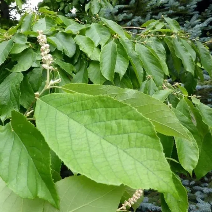 Fortunearia sinensis