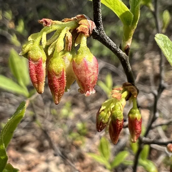 Black huckleberry