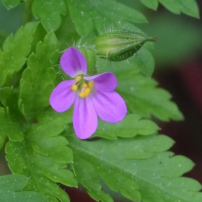 Purple crane's-bill