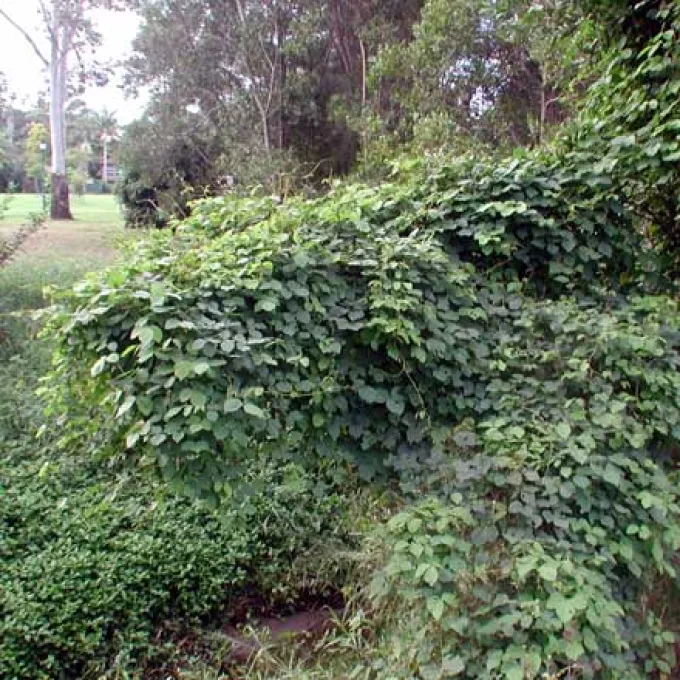 Glycine javanica